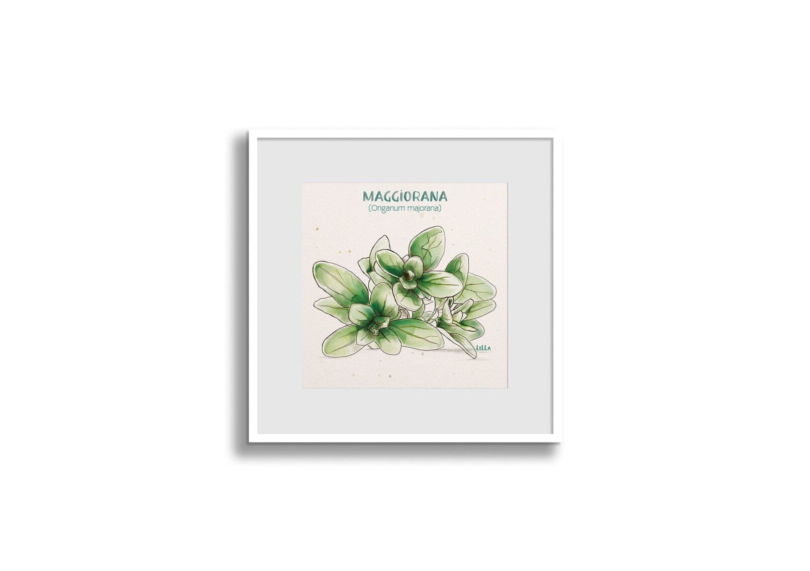 maggiorana-watercolor