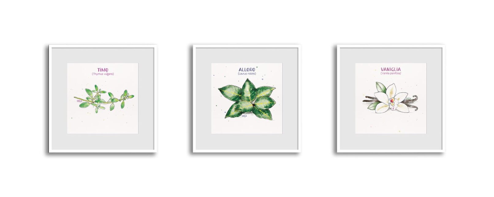 piante aromatiche-illustrazioni-alessia-vattani-designer